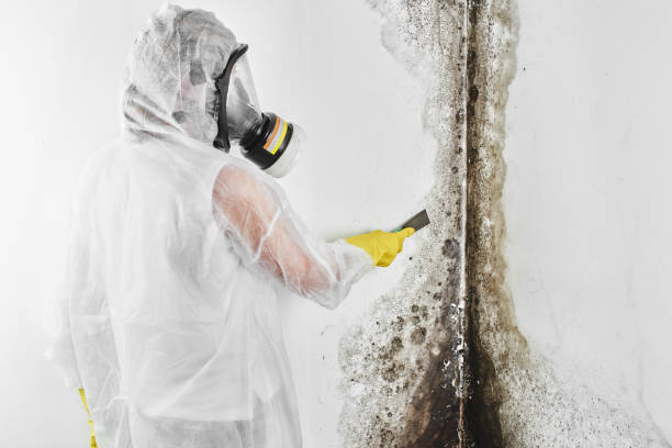 Best Insurance-Related Mold Remediation in Prospect, OH