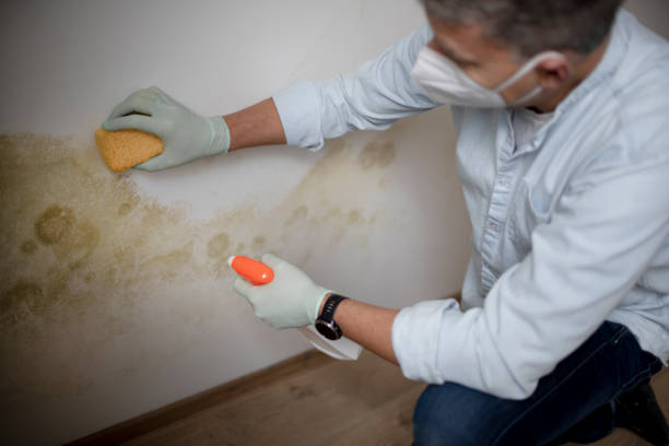 Best Preventive Mold Services in Prospect, OH