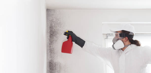 Best Kitchen Mold Remediation in Prospect, OH