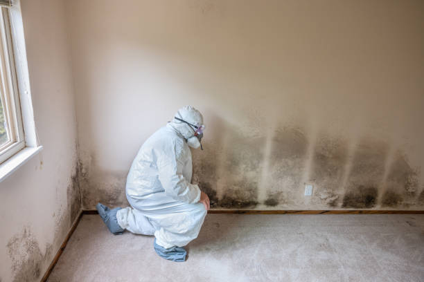 Best Health and Safety Mold Remediation in Prospect, OH